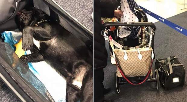 Cucciolo di 10 mesi muore nella cappelliera dell'aereo: bufera sulla United Airlines