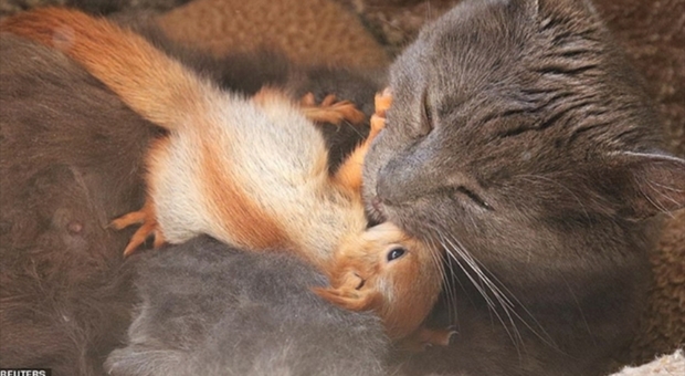 La gatta con uno dei quattro scoiattolini orfani (immagine pubblicata da Reuters Pictures)