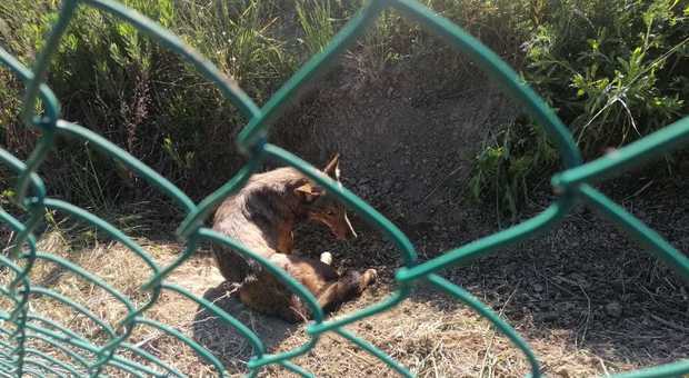 La lupa caduta nella trappola del laccio vicino alla proprietà di Valentino Rossi a Tavullia