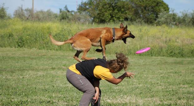 Torvaianica, la sfida del lancio del frisbee Acrobazie con i campioni del disco dog