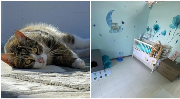 Milano, apre un hotel di lusso per gatti, gratis per chi è in ospedale: acqua microfiltrata e webcam nelle stanze