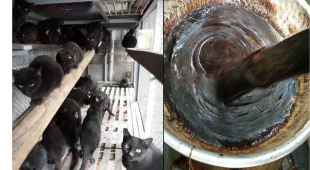 Gatti neri allevati, uccisi e trasformati in "farmaco" da bere contro il coronavirus in Vietnam