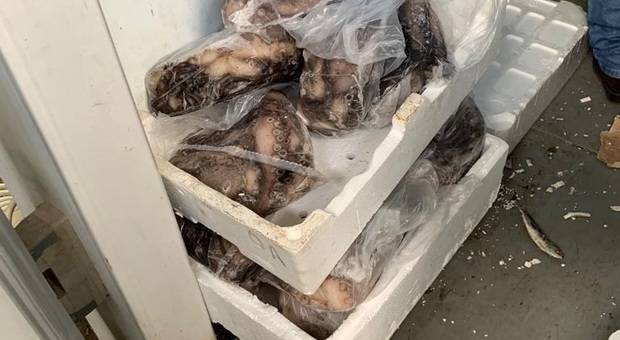 Pesce avariato in cella frigorifera, 500 chili sequestrati a Ischia