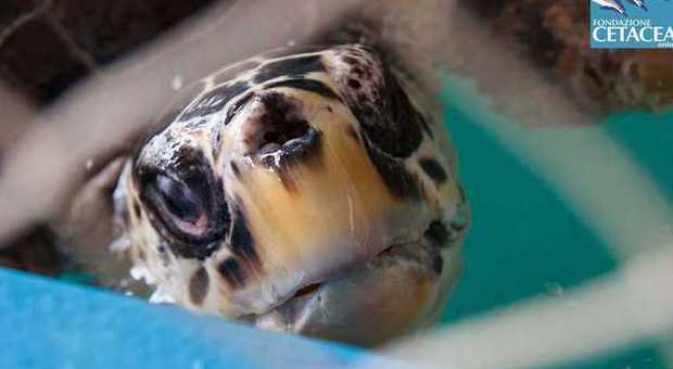 Numana, la tartaruga Quasimodo in “clinica” in riva al mare