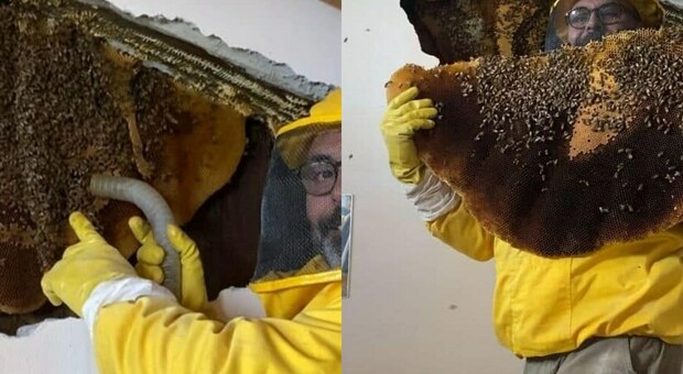 Trovate migliaia di api in 7 favi nell’intercapedine di una villa vicino a Roma, l’esperto: «Sono in forte espansione, segnalate la presenza»