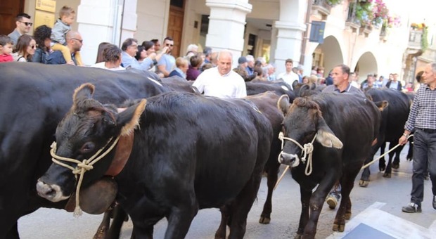 Le mucche sono state tra le protagoniste della Fiera di San Simeone a Marostica