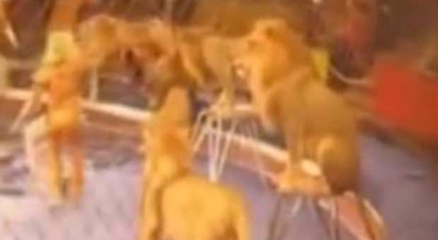 Orrore al circo. Il leone aggredisce la donna invitata dal domatore a entrare nella gabbia | Video