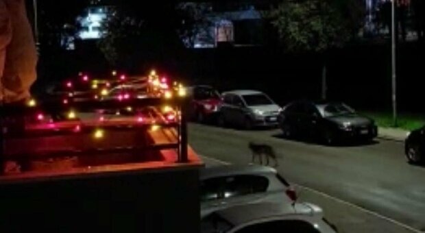 Un lupo passeggia tra le auto in sosta, sotto finestre e balconi addobbati. Un residente si affaccia e l'animale si allontana