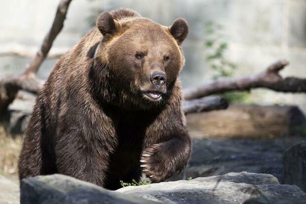 Abbattuto orso selvatico che si aggirava in una città giapponese
