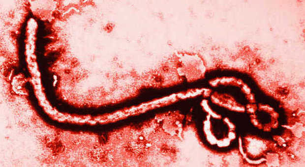 Ebola, lo scopritore del virus accusa l'Oms: "Hanno perso 5 mesi per capirne la gravità"