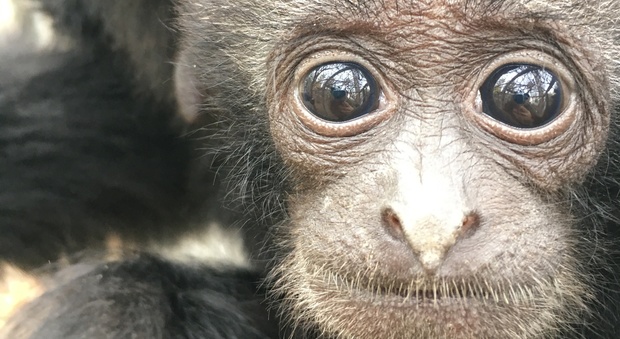 Fiocco azzurro allo Zoo di Napoli: è nato un cucciolo di Siamango