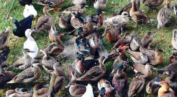 ​Sono tornati i ladri di galline: furto di pennuti in campagna