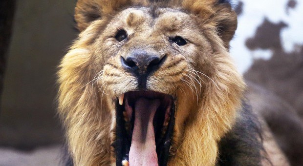 Sudafrica, quattro leoni fuggono dal parco Kruger: nel panico gli abitanti dei villaggi vicini