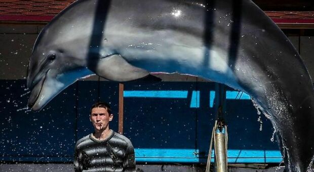Delfini da guerra in Crimea, Putin raddoppia le unità speciali per difendere la base navale dai sub di Kiev
