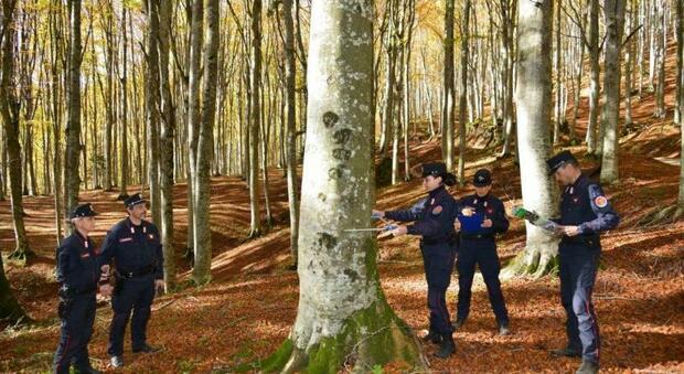 I carabinieri forestali ancora una volta impegnati nel rilevare lo stato di salute dei boschi reatini