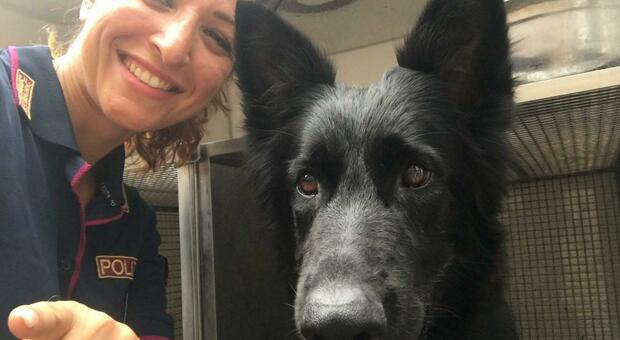 Addio a Kira, cane poliziotto «Non ti dimenticheremo mai»