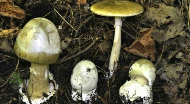 Dieci persone in ospedale per aver mangiato funghi velenosi: in 3 casi era Amanita falloide