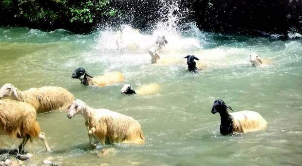 Un tuffo nel fiume Sele, è la tradizionale Vagnatura delle pecore