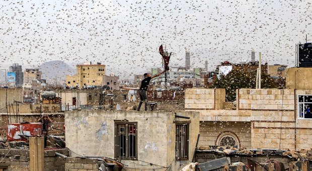 Yemen, dopo la guerra e le carestia arriva l'invasione di locuste
