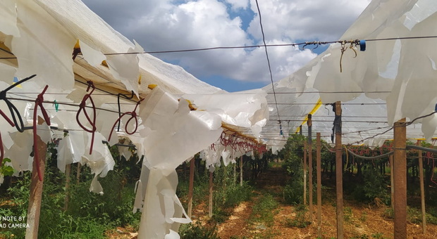 Maltempo, sos grandine in Puglia. L'allarme di Coldiretti: danni a frutta e vendemmia a rischio