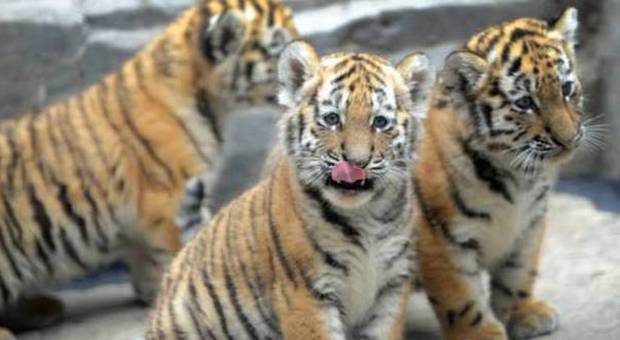 Cucciolo di tigre muore cadendo dall'11° piano: tre funzionari del Congresso si dimettono