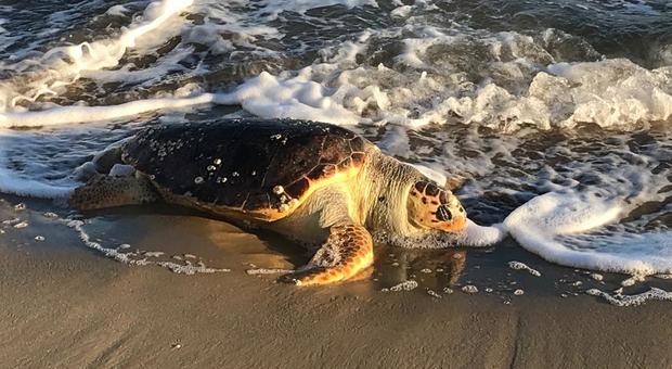 Il 2019 anno della tartaruga Luciana. Oggi trovato un esemplare spiaggiato a riva