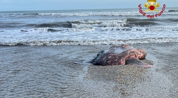 Carcassa di un pesce luna di 10 quintali si arena sulla spiaggia del Lido. E' uno dei più longevi al mondo
