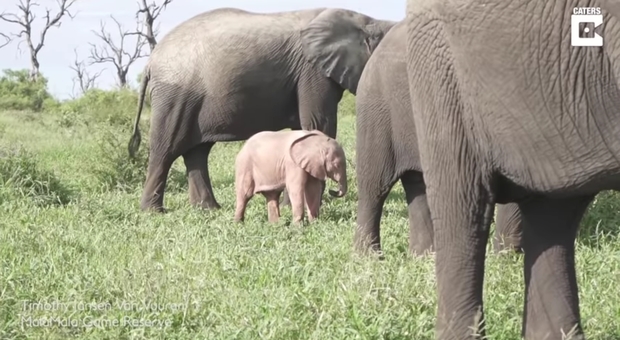Una immagine del rarissimo elefantino rosa (foto e video di Timothy Jansen Van Vuuren)