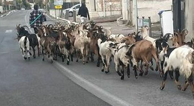 Marmore, la transumanza di capre blocca la strada. Lo spettacolo dei cuccioli