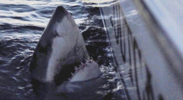 Faccia a faccia con uno squalo bianco adulto: lasciato libero dopo una lotta di quattro ore