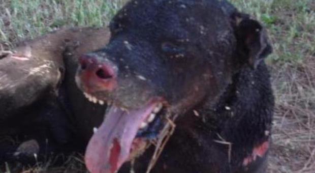 Pozzuoli. Cane torturato e bruciato vivo per punizione. In centinaia manifestano contro l'uccisore