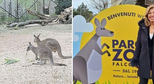 Il Parco Zoo di Falconara riapre i battenti: l'ultima star è il canguro grigio