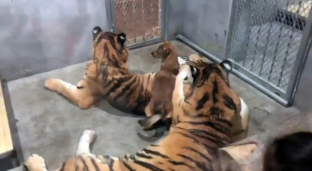 Cuccioli di cani nelle gabbie con le tigri allo zoo: rivolta social dei visitatori