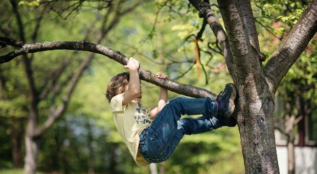 divieto arrampicarsi alberi ad Oderzo
