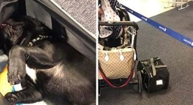 Cane morto nella cappelliera dell'aereo, lo strazio dei passeggeri: «Così abbiamo visto morire Papacito»