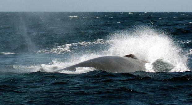 Catturato il primo battito cardiaco delle balene: un cuore “elastico” per permettere le grandi immersioni