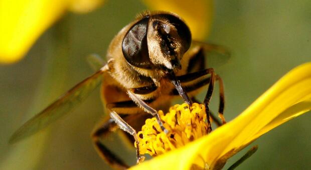 Gli sbalzi climatici mandano in tilt le api: fioriture bloccate, sono senza cibo. A rischio la produzione del miele di acacia