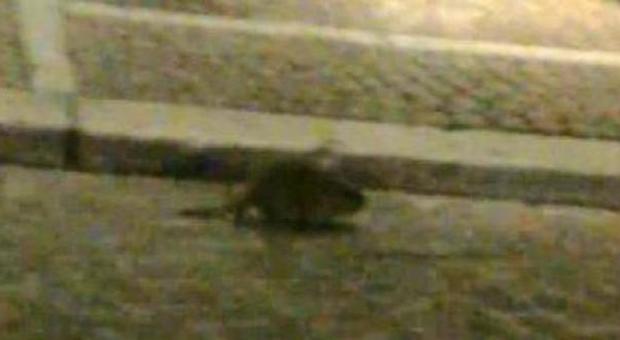 Il topo in piazza a Rovigo