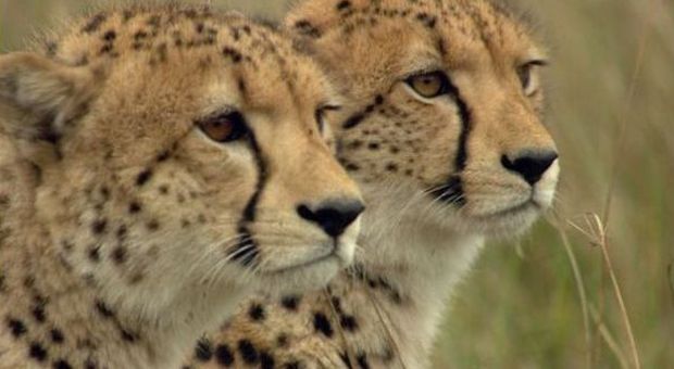 Lo sapevi? I ghepardi non sanno ruggire: cinguettano