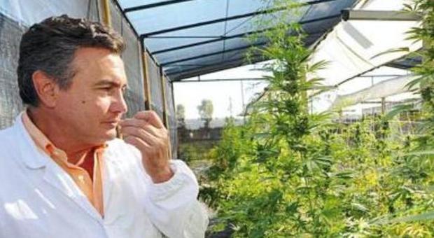 Cannabis terapeutica, la "spending" taglia il laboratorio all'avanguardia Importeremo il prodotto dall'Olanda
