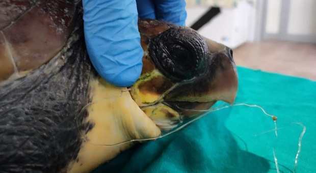 Con un amo impigliato in bocca e problemi di galleggiamento: tartaruga marina salvata nel Salento
