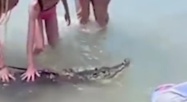 Bambini accarezzano il coccodrillo portato al guinzaglio su una spiaggia di Anapa, in Russia