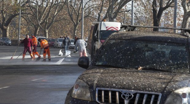 Roma, emergenza guano sul Lungotevere: auto scivolano sulla patina, chiusi alcuni tratti di strada
