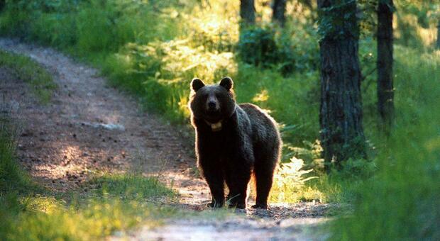 Trentino, approvata legge per abbattere gli orsi: se ne potranno uccidere 8 l'anno. Scoppia la polemica