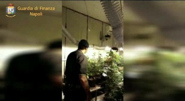 Piantagione di marijuana nello scantinato: arrestato
