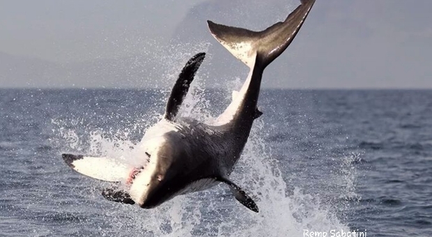 Giornata mondiale degli squali. Uno squalo bianco a caccia. (foto Remo Sabatini)