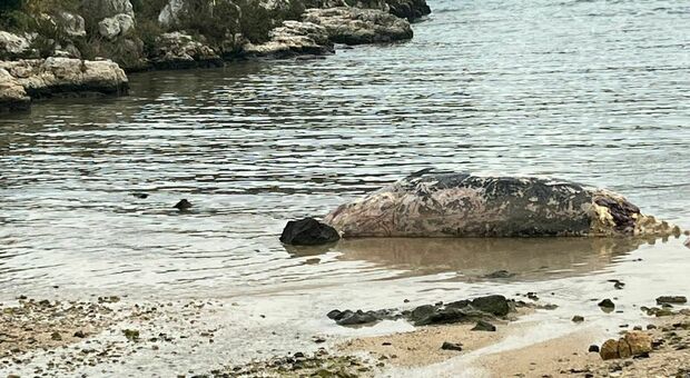 Salento, capodoglio spiaggiato ritrovato sulla costa: indagini per capire la causa della morte