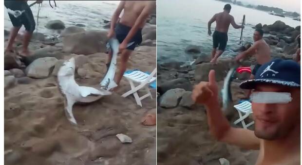 Lo squalo vicino alla riva, catturato e lasciato morire da bagnanti e pescatori senza pietà. (immagini e video publl dall'associazione Houtiyat su Fb)