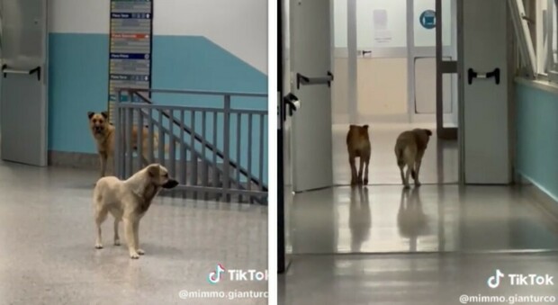 Cani randagi vagano per l'ospedale: il video su TikTok. «Forse erano in attesa di qualche referto...»
