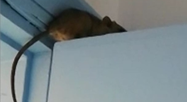 Un topo sulla porta in reparto: panico in ospedale